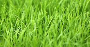 Perennial Ryegrass grass